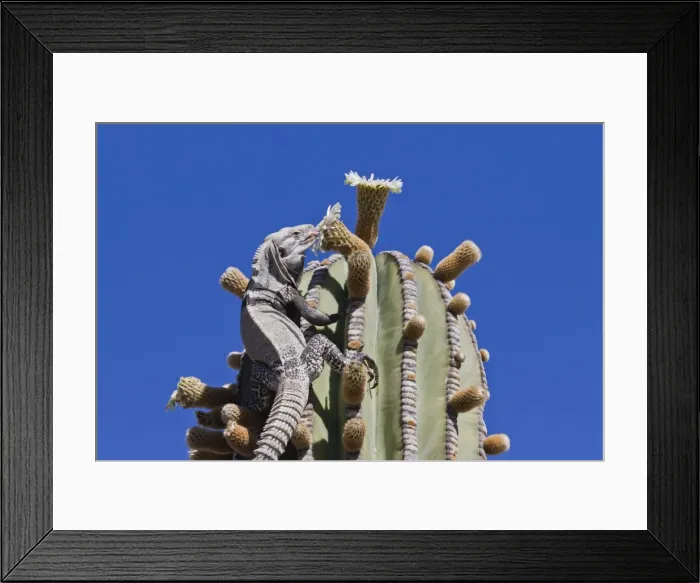 Framed Print : San Esteban spiny-tailed iguana (Ctenosaura conspicuosa) on cardon cactus, Isla San Esteban, Gulf of California (Sea of Cortez), Baja California, Mexico, North America Framed Print : San Esteban spiny-tailed iguana (Ctenosaura conspicuosa) on cardon cactus, Isla San Esteban, Gulf of California (Sea of Cortez), Baja California, Mexico, North America