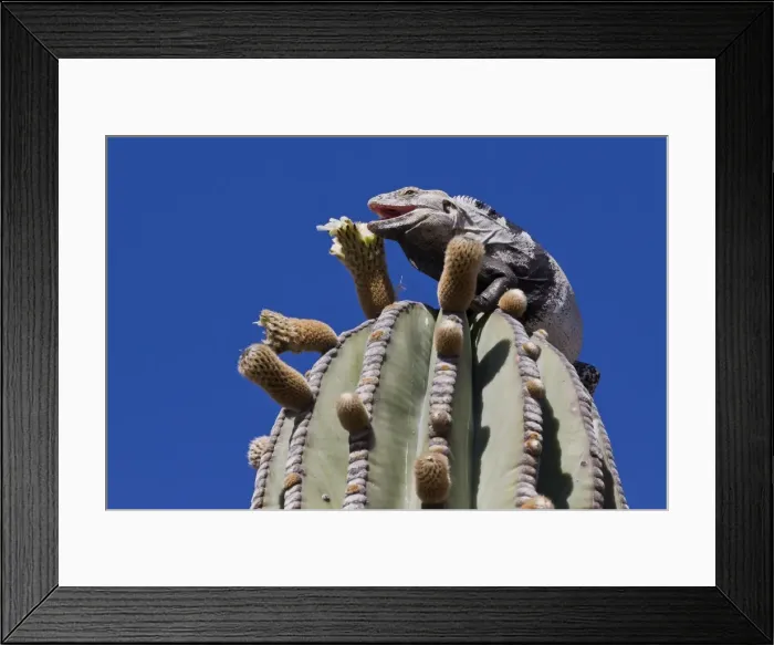 Framed Print : San Esteban spiny-tailed iguana (Ctenosaura conspicuosa) on cardon cactus, Isla San Esteban, Gulf of California (Sea of Cortez), Baja California, Mexico, North America Framed Print : San Esteban spiny-tailed iguana (Ctenosaura conspicuosa) on cardon cactus, Isla San Esteban, Gulf of California (Sea of Cortez), Baja California, Mexico, North America