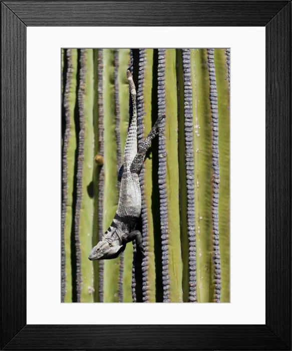 Framed Print : San Esteban spiny-tailed iguana (Ctenosaura conspicuosa) on cardon cactus, Isla San Esteban, Gulf of California (Sea of Cortez), Baja California, Mexico, North America Framed Print : San Esteban spiny-tailed iguana (Ctenosaura conspicuosa) on cardon cactus, Isla San Esteban, Gulf of California (Sea of Cortez), Baja California, Mexico, North America