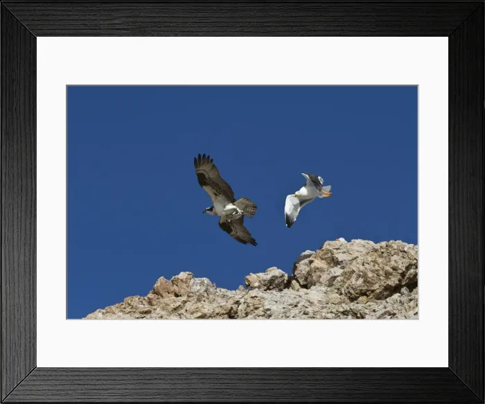 Framed Print : Adult osprey (Pandion haliaetus) with fish, and yellow-footed gull (Larus livens), Gulf of California (Sea of Cortez) Baja California Sur, Mexico, North America Framed Print : Adult osprey (Pandion haliaetus) with fish, and yellow-footed gull (Larus livens), Gulf of California (Sea of Cortez) Baja California Sur, Mexico, North America