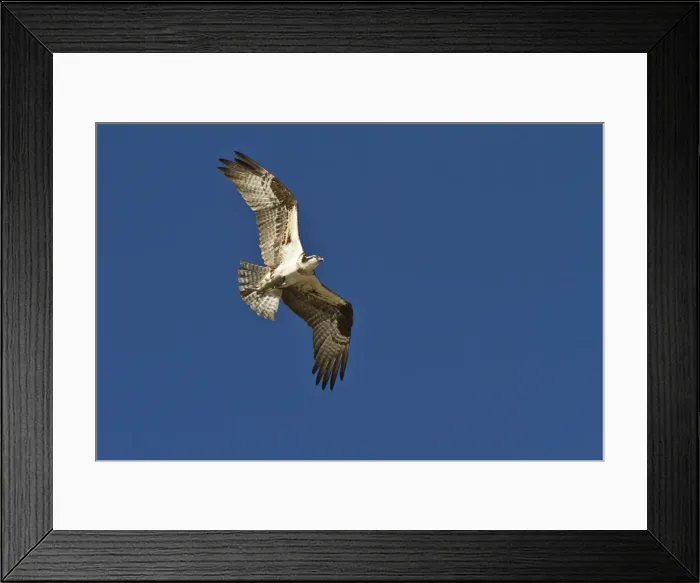 Framed Print : Adult osprey (Pandion haliaetus) with fish, Gulf of California (Sea of Cortez) Baja California Sur, Mexico, North America Framed Print : Adult osprey (Pandion haliaetus) with fish, Gulf of California (Sea of Cortez) Baja California Sur, Mexico, North America