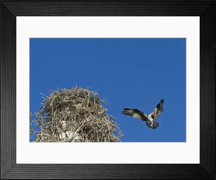 Framed Print : Adult osprey (Pandion haliaetus) with fish, Gulf of California (Sea of Cortez) Baja California Sur, Mexico, North America Framed Print : Adult osprey (Pandion haliaetus) with fish, Gulf of California (Sea of Cortez) Baja California Sur, Mexico, North America