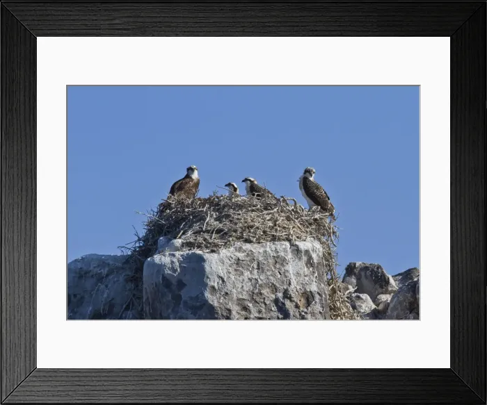Framed Print : Adult osprey (Pandion haliaetus) with three chicks, Gulf of California (Sea of Cortez) Baja California Sur, Mexico, North America Framed Print : Adult osprey (Pandion haliaetus) with three chicks, Gulf of California (Sea of Cortez) Baja California Sur, Mexico, North America