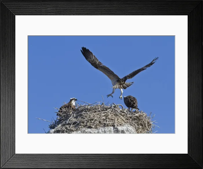 Framed Print : Osprey (Pandion haliaetus) chick practising flight, Gulf of California (Sea of Cortez) Baja California Sur, Mexico, North America Framed Print : Osprey (Pandion haliaetus) chick practising flight, Gulf of California (Sea of Cortez) Baja California Sur, Mexico, North America