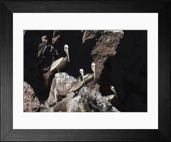 Framed Print : Adult brown pelicans (Pelecanus occidentalis), Gulf of California (Sea of Cortez), Baja California, Mexico, North America Framed Print : Adult brown pelicans (Pelecanus occidentalis), Gulf of California (Sea of Cortez), Baja California, Mexico, North America