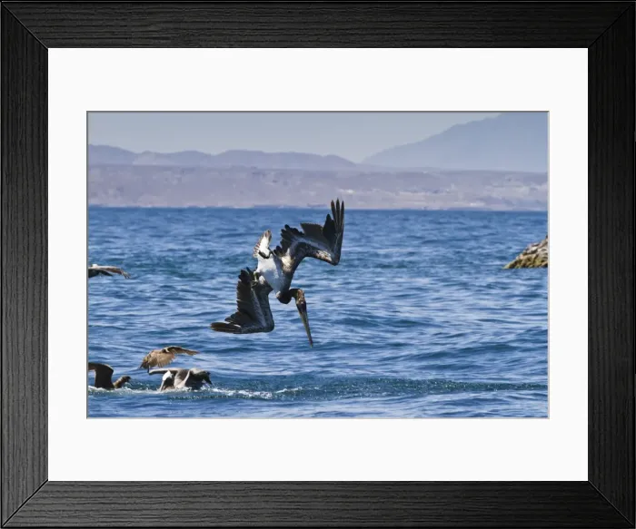 Framed Print : Juvenile brown pelican (Pelecanus occidentalis) plunge-diving, Gulf of California (Sea of Cortez), Baja California, Mexico, North America Framed Print : Juvenile brown pelican (Pelecanus occidentalis) plunge-diving, Gulf of California (Sea of Cortez), Baja California, Mexico, North America
