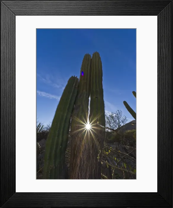 Framed Print : Cardon cactus (Pachycereus pringlei), Isla Catalina, Gulf of California (Sea of Cortez), Baja California, Mexico, North America Framed Print : Cardon cactus (Pachycereus pringlei), Isla Catalina, Gulf of California (Sea of Cortez), Baja California, Mexico, North America