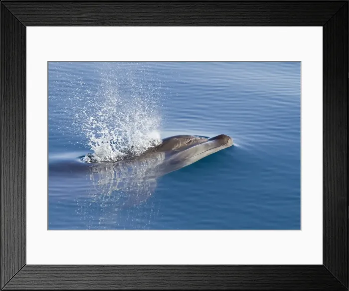 Framed Print : Bottlenose dolphin (Tursiops truncatus), Isla San Pedro Martir, Gulf of California (Sea of Cortez), Baja California Norte, Mexico, North America Framed Print : Bottlenose dolphin (Tursiops truncatus), Isla San Pedro Martir, Gulf of California (Sea of Cortez), Baja California Norte, Mexico, North America