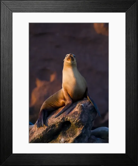 Framed Print : California sea lion (Zalophus californianus), Los Islotes, Baja California Sur, Gulf of California (Sea of Cortez), Mexico, North America Framed Print : California sea lion (Zalophus californianus), Los Islotes, Baja California Sur, Gulf of California (Sea of Cortez), Mexico, North America