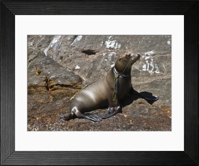 Framed Print : California sea lion pup (Zalophus californianus) entangled in net, Los Islotes, Baja California Sur, Gulf of California (Sea of Cortez), Mexico, North America Framed Print : California sea lion pup (Zalophus californianus) entangled in net, Los Islotes, Baja California Sur, Gulf of California (Sea of Cortez), Mexico, North America
