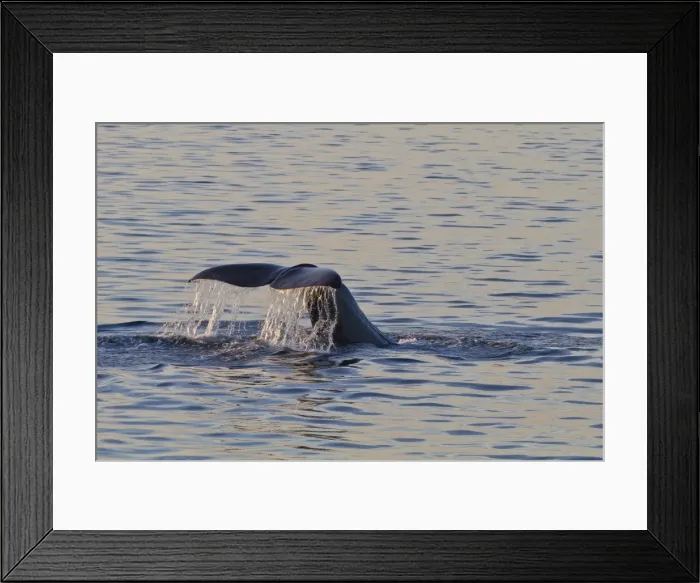 Framed Print : Sperm whale (Physeter macrocephalus) flukes up dive, Isla San Pedro Martir, Gulf of California (Sea of Cortez), Baja California Norte, Mexico, North America Framed Print : Sperm whale (Physeter macrocephalus) flukes up dive, Isla San Pedro Martir, Gulf of California (Sea of Cortez), Baja California Norte, Mexico, North America