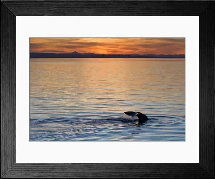 Framed Print : Sperm whale (Physeter macrocephalus) at sunset, Isla San Pedro Martir, Gulf of California (Sea of Cortez), Baja California Norte, Mexico, North America Framed Print : Sperm whale (Physeter macrocephalus) at sunset, Isla San Pedro Martir, Gulf of California (Sea of Cortez), Baja California Norte, Mexico, North America
