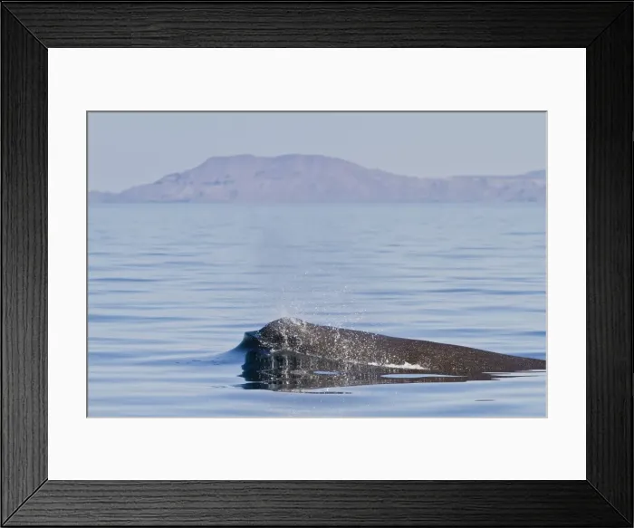 Framed Print : Sperm whale (Physeter macrocephalus) surfacing, Isla San Pedro Martir, Gulf of California (Sea of Cortez), Baja California Norte, Mexico Framed Print : Sperm whale (Physeter macrocephalus) surfacing, Isla San Pedro Martir, Gulf of California (Sea of Cortez), Baja California Norte, Mexico