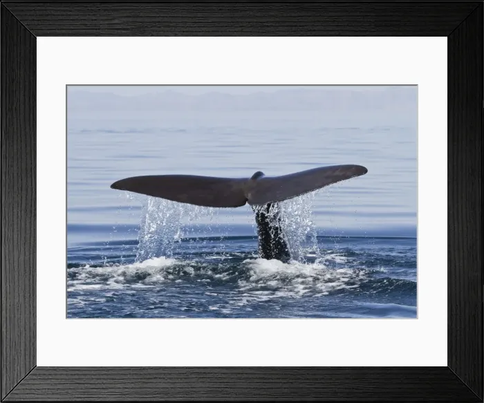 Framed Print : Sperm whale (Physeter macrocephalus) flukes up dive, Isla San Pedro Martir, Gulf of California (Sea of Cortez), Baja California Norte, Mexico, North America Framed Print : Sperm whale (Physeter macrocephalus) flukes up dive, Isla San Pedro Martir, Gulf of California (Sea of Cortez), Baja California Norte, Mexico, North America