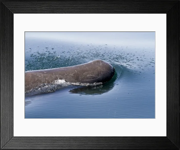 Framed Print : Sperm whale (Physeter macrocephalus) surfacing, Isla San Pedro Martir, Gulf of California (Sea of Cortez), Baja California Norte, Mexico, North America Framed Print : Sperm whale (Physeter macrocephalus) surfacing, Isla San Pedro Martir, Gulf of California (Sea of Cortez), Baja California Norte, Mexico, North America