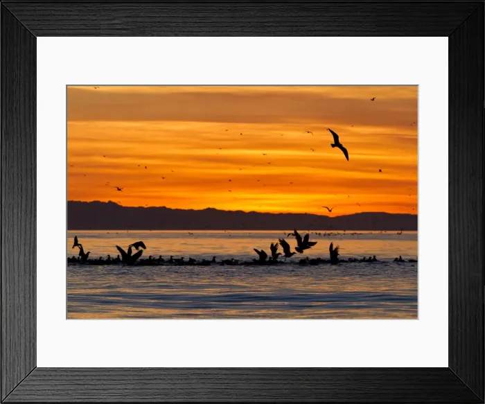 Framed Print : Sunrise, Isla Rasa, Gulf of California (Sea of Cortez), Baja California, Mexico, North America