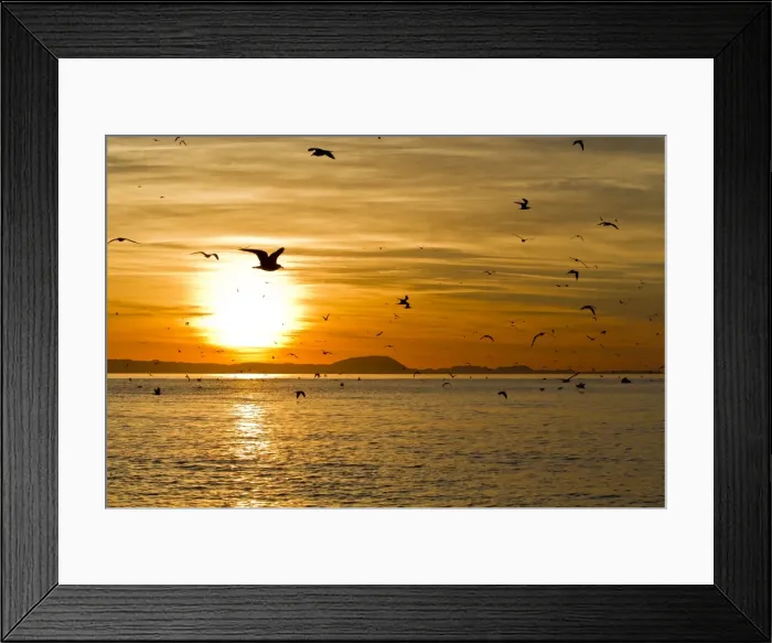 Framed Print : Sunrise, Isla Rasa, Gulf of California (Sea of Cortez), Baja California, Mexico, North America Framed Print : Sunrise, Isla Rasa, Gulf of California (Sea of Cortez), Baja California, Mexico, North America