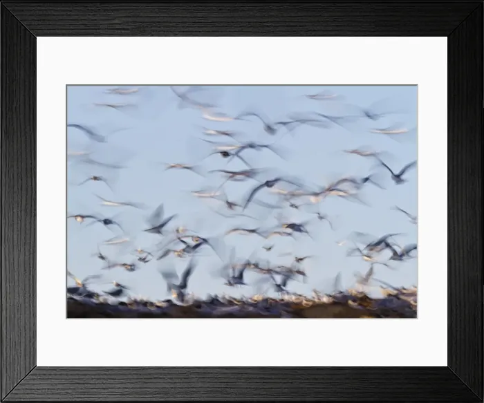Framed Print : Elegant tern (Thalasseus elegans) colony, Isla Rasa, Gulf of California (Sea of Cortez), Baja California, Mexico, North America Framed Print : Elegant tern (Thalasseus elegans) colony, Isla Rasa, Gulf of California (Sea of Cortez), Baja California, Mexico, North America