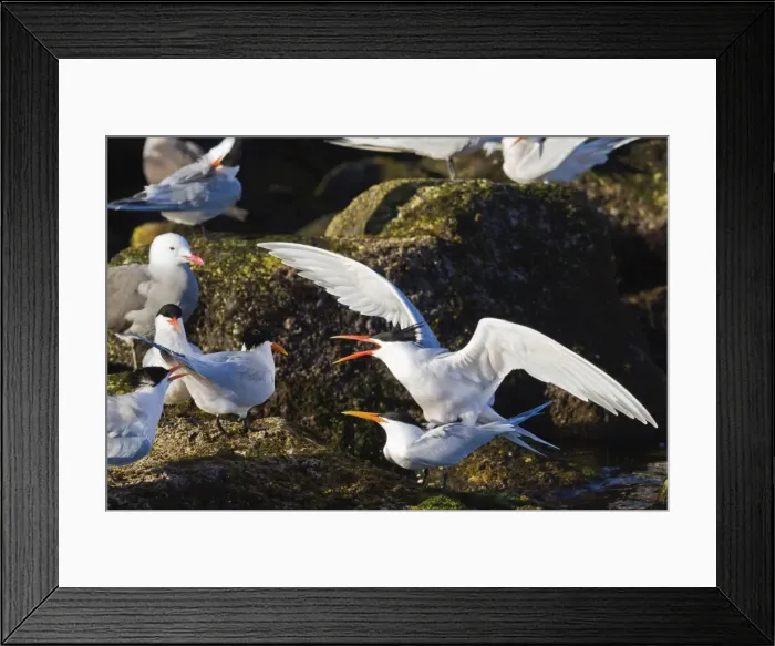 Framed Print : Elegant terns (Thalasseus elegans) mating, Isla Rasa, Gulf of California (Sea of Cortez), Baja California, Mexico, North America Framed Print : Elegant terns (Thalasseus elegans) mating, Isla Rasa, Gulf of California (Sea of Cortez), Baja California, Mexico, North America