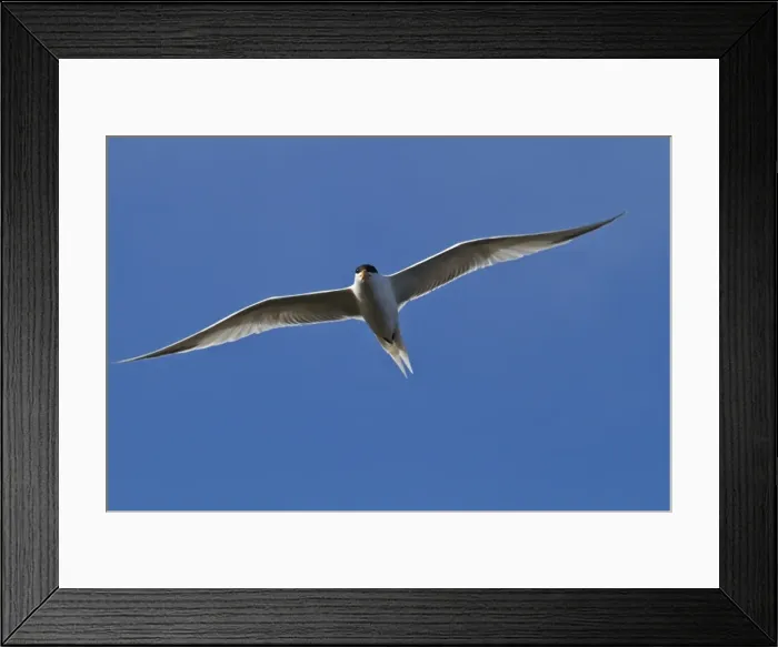 Framed Print : Elegant tern (Thalasseus elegans) in flight, Isla Rasa, Gulf of California (Sea of Cortez), Baja California, Mexico, North America Framed Print : Elegant tern (Thalasseus elegans) in flight, Isla Rasa, Gulf of California (Sea of Cortez), Baja California, Mexico, North America