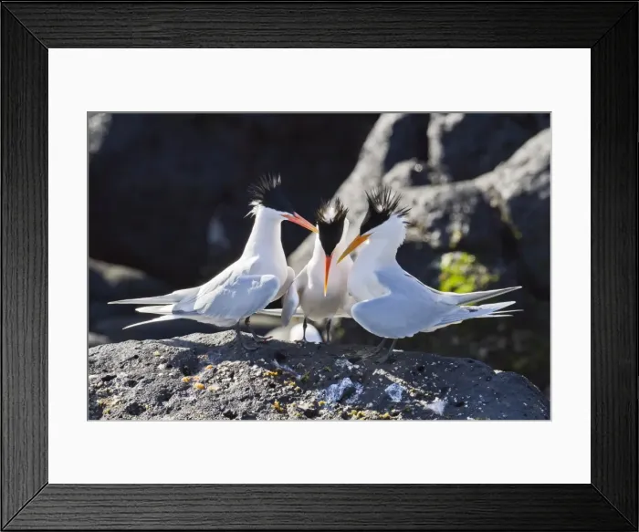 Framed Print : Elegant terns (Thalasseus elegans), Isla Rasa, Gulf of California (Sea of Cortez), Baja California, Mexico, North America Framed Print : Elegant terns (Thalasseus elegans), Isla Rasa, Gulf of California (Sea of Cortez), Baja California, Mexico, North America