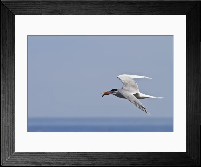 Framed Print : Elegant tern (Thalasseus elegans) with fish, Isla Rasa, Gulf of California (Sea of Cortez), Baja California, Mexico, North America Framed Print : Elegant tern (Thalasseus elegans) with fish, Isla Rasa, Gulf of California (Sea of Cortez), Baja California, Mexico, North America