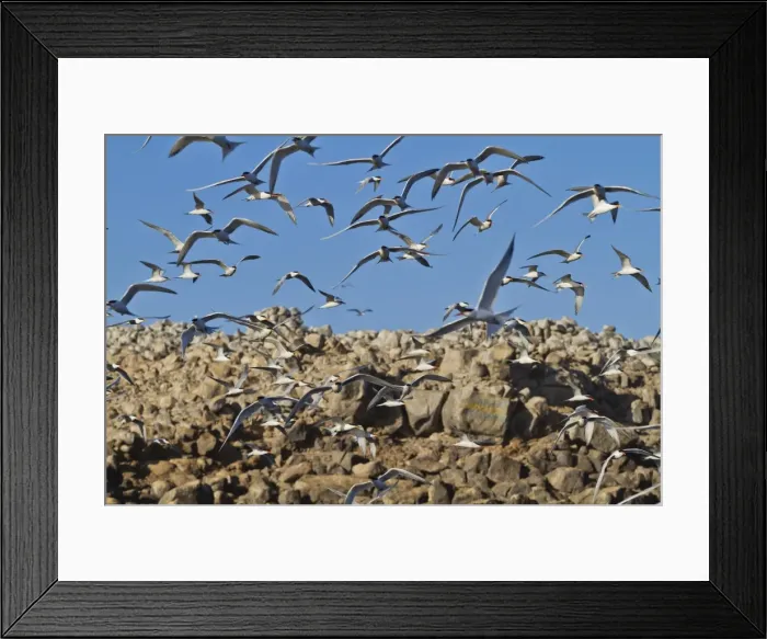 Framed Print : Elegant tern (Thalasseus elegans) breeding colony, Isla Rasa, Gulf of California (Sea of Cortez), Baja California, Mexico, North America Framed Print : Elegant tern (Thalasseus elegans) breeding colony, Isla Rasa, Gulf of California (Sea of Cortez), Baja California, Mexico, North America