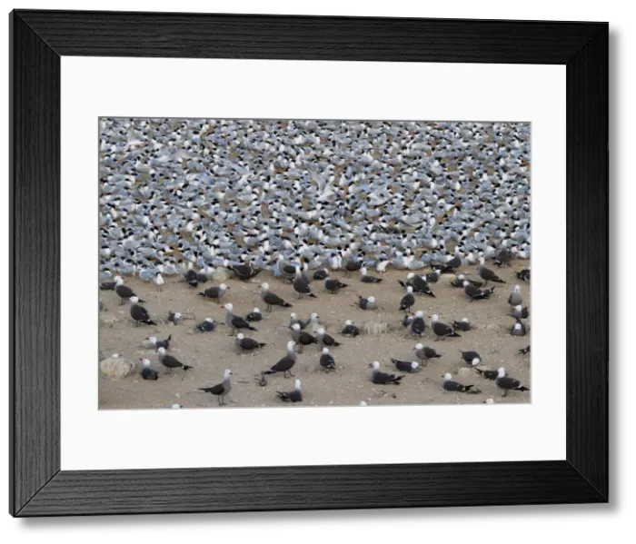 Framed Print : Elegant tern (Thalasseus elegans) and Heermanns gull (Larus heermanni) breeding colony, Isla Rasa, Gulf of California (Sea of Cortez), Baja California, Mexico, North America Framed Print : Elegant tern (Thalasseus elegans) and Heermanns gull (Larus heermanni) breeding colony, Isla Rasa, Gulf of California (Sea of Cortez), Baja California, Mexico, North America