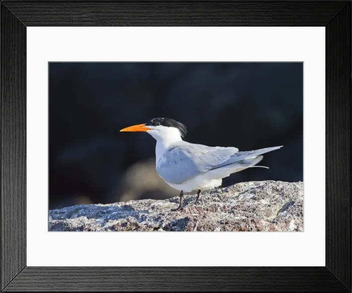 Framed Print : Elegant tern (Thalasseus elegans, Isla Rasa, Gulf of California (Sea of Cortez), Baja California, Mexico, North America Framed Print : Elegant tern (Thalasseus elegans, Isla Rasa, Gulf of California (Sea of Cortez), Baja California, Mexico, North America