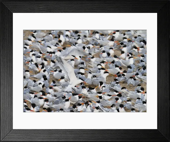 Framed Print : Elegant tern (Thalasseus elegans) breeding colony, Isla Rasa, Gulf of California (Sea of Cortez), Baja California, Mexico, North America Framed Print : Elegant tern (Thalasseus elegans) breeding colony, Isla Rasa, Gulf of California (Sea of Cortez), Baja California, Mexico, North America