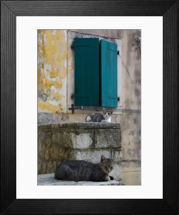 Framed Print : Cats in the Old Town, Kotor, Montenegro, Europe Framed Print : Cats in the Old Town, Kotor, Montenegro, Europe