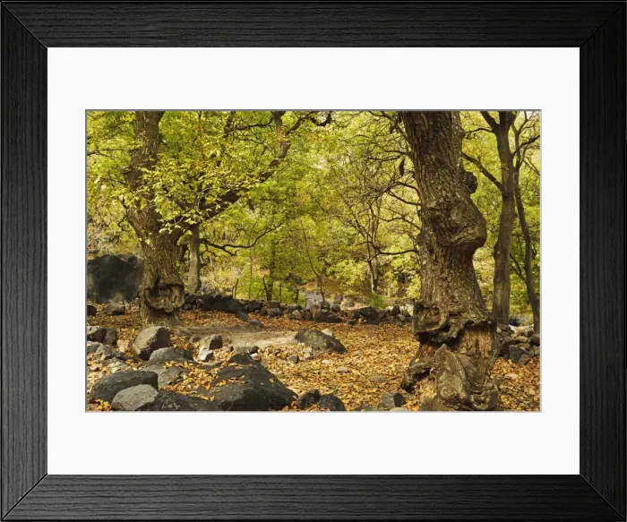 Framed Print : Forest near Imlil village, Toubkal mountains, High Atlas, Morocco, North Africa, Africa Framed Print : Forest near Imlil village, Toubkal mountains, High Atlas, Morocco, North Africa, Africa