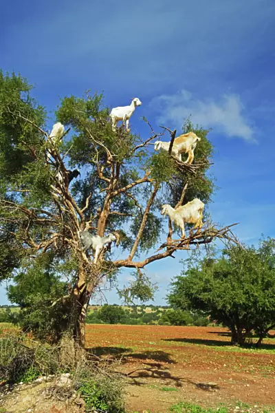 Goats on tree, Morocco, North Africa, Africa