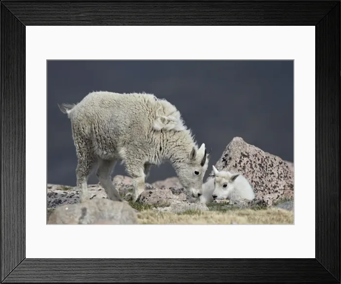 Framed Print : Mountain goat (Oreamnos americanus) juvenile and kid, Mount Evans, Arapaho-Roosevelt National Forest, Colorado, United States of America, North America Framed Print : Mountain goat (Oreamnos americanus) juvenile and kid, Mount Evans, Arapaho-Roosevelt National Forest, Colorado, United States of America, North America