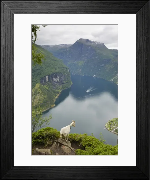 Framed Print : Goats overlooking Geirangerfjorden, near Geiranger, UNESCO World Heritage Site, More og Romsdal, Norway, Scandinavia, Europe Framed Print : Goats overlooking Geirangerfjorden, near Geiranger, UNESCO World Heritage Site, More og Romsdal, Norway, Scandinavia, Europe