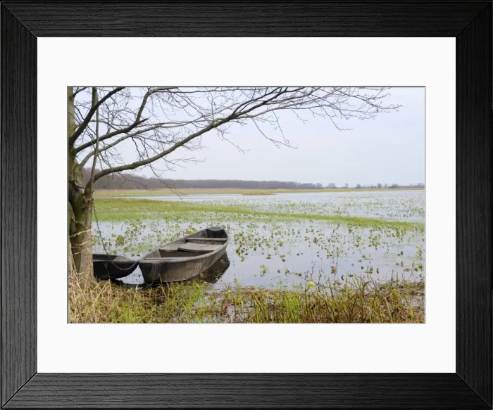 Framed Print : Traditional fishermens punts chained to a tree beside flooded Narew marshes with flowering marsh marigolds, Krzewo, Poland, Europe Framed Print : Traditional fishermens punts chained to a tree beside flooded Narew marshes with flowering marsh marigolds, Krzewo, Poland, Europe