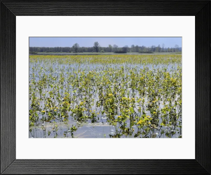 Framed Print : Marsh marigolds (kingcups) (Caltha palustris) flowering on flooded Narew sedge marshes, Krzewo, Podlaskie, Poland, Europe Framed Print : Marsh marigolds (kingcups) (Caltha palustris) flowering on flooded Narew sedge marshes, Krzewo, Podlaskie, Poland, Europe