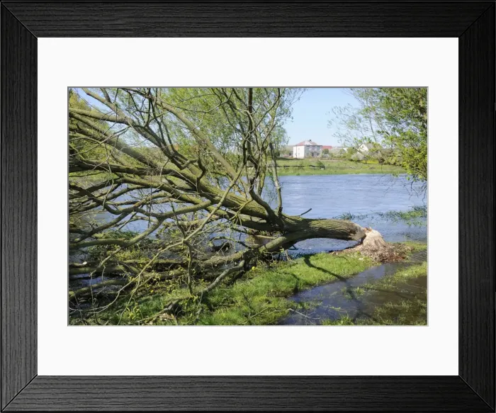Framed Print : Tree felled by Eurasian beaver (Castor fiber) by Narew River close to Strekowa Gora village, Biebrza National Park, Poland, Europe Framed Print : Tree felled by Eurasian beaver (Castor fiber) by Narew River close to Strekowa Gora village, Biebrza National Park, Poland, Europe