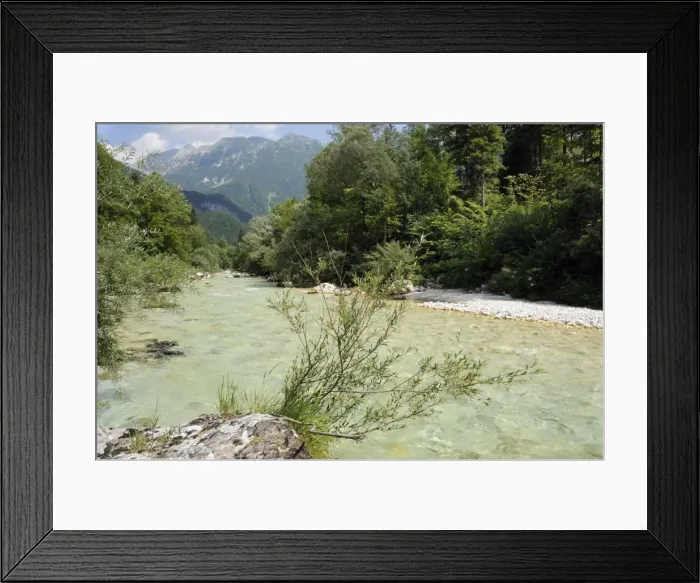 Framed Print : Upper Soca River, Mount Razor, and willow bushes (Salix sp. ), Julian Alps, Triglav National Park, Slovenia, Europe Framed Print : Upper Soca River, Mount Razor, and willow bushes (Salix sp. ), Julian Alps, Triglav National Park, Slovenia, Europe