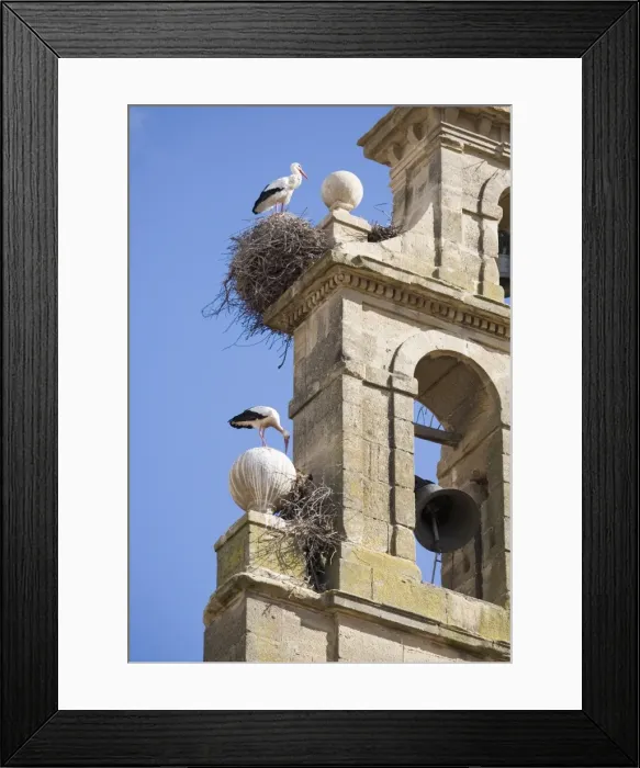 Framed Print : Two European white storks (Ciconia ciconia) and their nests on a convent bell tower, against a blue sky, Santo Domingo, La Rioja, Spain, Europe Framed Print : Two European white storks (Ciconia ciconia) and their nests on a convent bell tower, against a blue sky, Santo Domingo, La Rioja, Spain, Europe