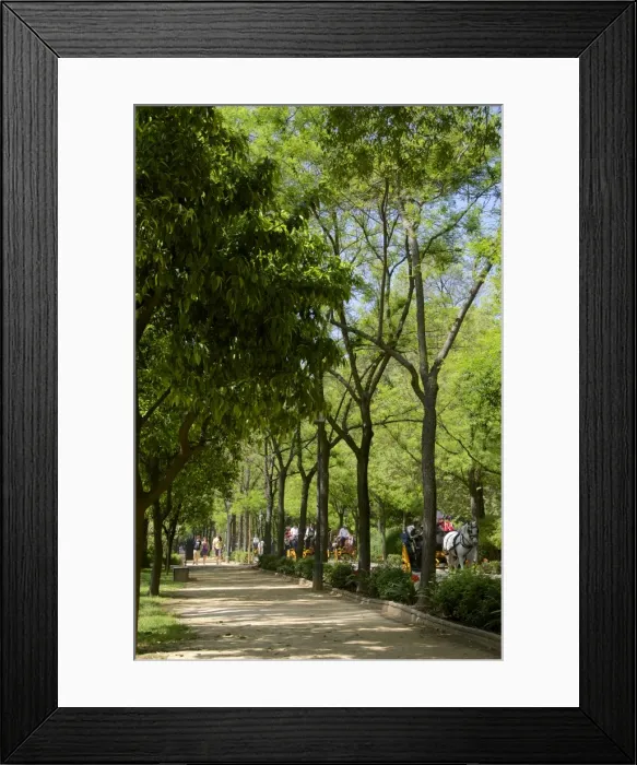 Framed Print : Tourists walking across Maria Luisa Park, and horse drawn carriages, Seville, Andalusia, Spain, europe Framed Print : Tourists walking across Maria Luisa Park, and horse drawn carriages, Seville, Andalusia, Spain, europe