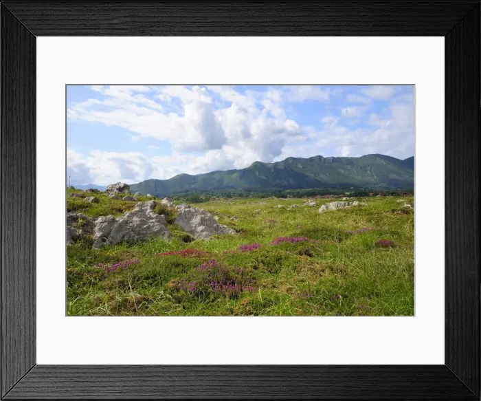 Framed Print : Mediterranean heather (Erica multiflora) flowering with Picos de Europa mountains in the background, Ribadesella, Asturias, Spain, Europe Framed Print : Mediterranean heather (Erica multiflora) flowering with Picos de Europa mountains in the background, Ribadesella, Asturias, Spain, Europe