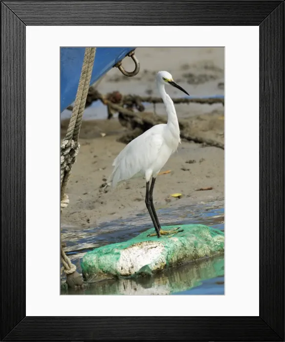 Framed Print : Little egret (Egretta garzetta) scanning for fish from shoreline of tidal creek near fishing boats, Tamsui (Danshui), Taiwan, Asia Framed Print : Little egret (Egretta garzetta) scanning for fish from shoreline of tidal creek near fishing boats, Tamsui (Danshui), Taiwan, Asia