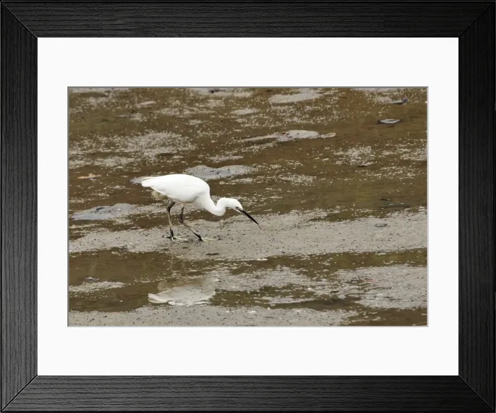 Framed Print : Little egret (Egretta garzetta) pulling a worm from mudflats at low tide, Hongshulin Mangrove Preserve, Taiwan, Asia Framed Print : Little egret (Egretta garzetta) pulling a worm from mudflats at low tide, Hongshulin Mangrove Preserve, Taiwan, Asia