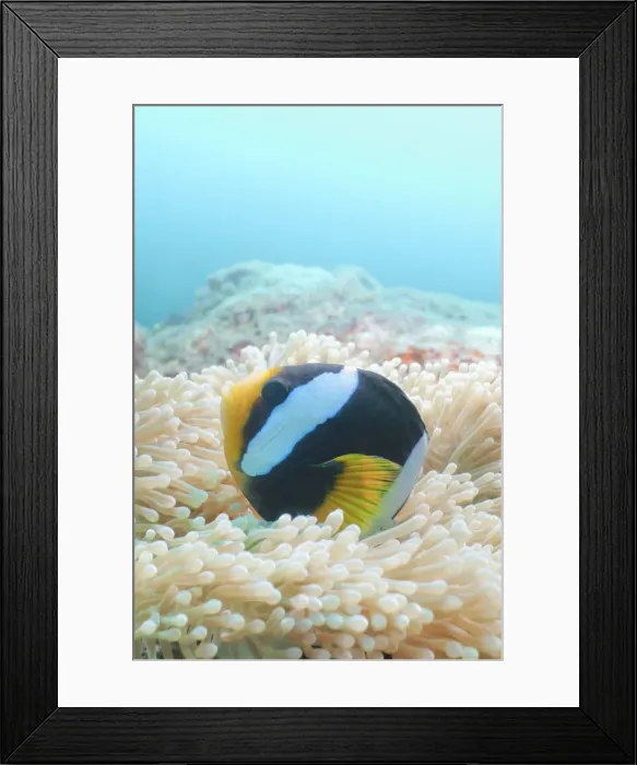 Framed Print : Clarks Anemonefish (Amphiprion clarkii) Southern Thailand, Andaman Sea, Indian Ocean, Asia Framed Print : Clarks Anemonefish (Amphiprion clarkii) Southern Thailand, Andaman Sea, Indian Ocean, Asia