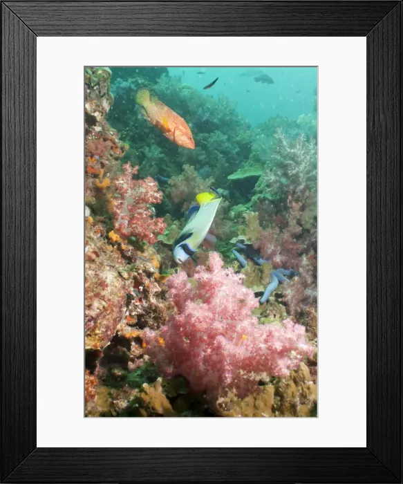 Framed Print : Emperor Angelfish (Pomacanthus imperator), Coral Hind (cephalopholis), Southern Thailand, Andaman Sea, Indian Ocean, Asia Framed Print : Emperor Angelfish (Pomacanthus imperator), Coral Hind (cephalopholis), Southern Thailand, Andaman Sea, Indian Ocean, Asia