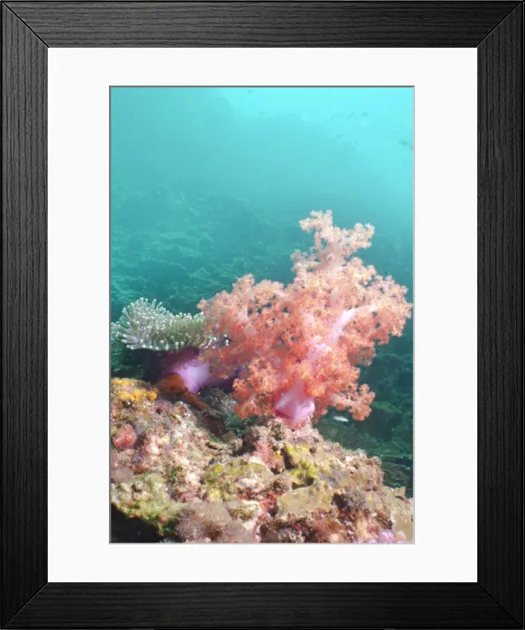 Framed Print : Pink Dendronephthya, soft coral, Southern Thailand, Andaman Sea, Indian Ocean, Asia Framed Print : Pink Dendronephthya, soft coral, Southern Thailand, Andaman Sea, Indian Ocean, Asia