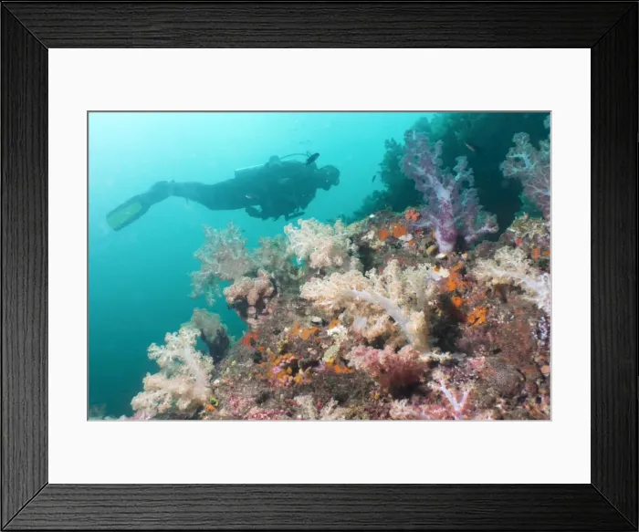 Framed Print : Scunba diver and reef, Southern Thailand, Thailand, Andaman Sea, Indian Ocean, Asia Framed Print : Scunba diver and reef, Southern Thailand, Thailand, Andaman Sea, Indian Ocean, Asia
