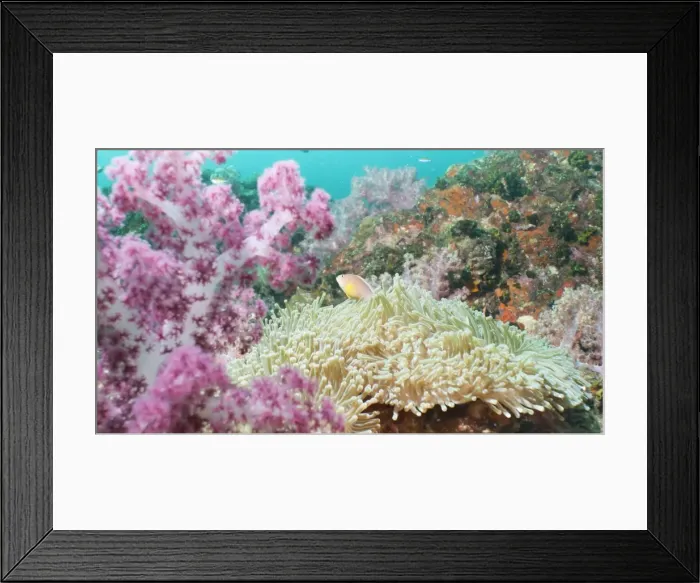 Framed Print : Pink Dendronephthya, soft coral, and anemonefish, Southern Thailand, Andaman Sea, Indian Ocean, Asia Framed Print : Pink Dendronephthya, soft coral, and anemonefish, Southern Thailand, Andaman Sea, Indian Ocean, Asia