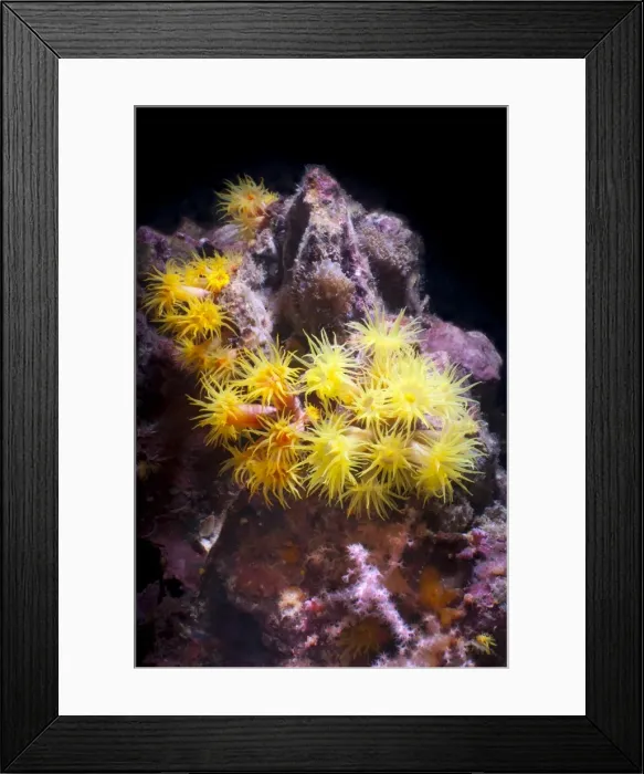 Framed Print : Yellow (Tubastrea faulkneri) coral polyps, Southern Thailand, Andaman Sea, Indian Ocean, Asia Framed Print : Yellow (Tubastrea faulkneri) coral polyps, Southern Thailand, Andaman Sea, Indian Ocean, Asia